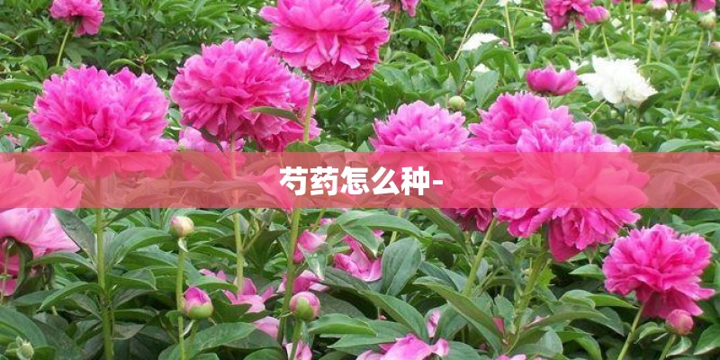 芍药怎么种-