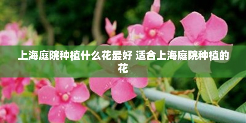 上海庭院种植什么花最好 适合上海庭院种植的花 上海庭院种植什么花最好 适合上海庭院种植的花