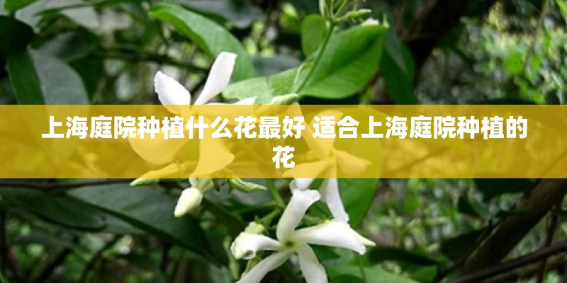 沃克斯豪尔什么档次