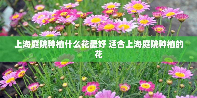 上海庭院种植什么花最好 适合上海庭院种植的花 上海庭院种植什么花最好 适合上海庭院种植的花
