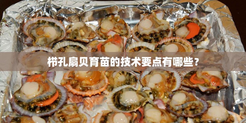 栉孔扇贝育苗的技术要点有哪些？