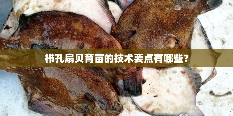 栉孔扇贝育苗的技术要点有哪些？