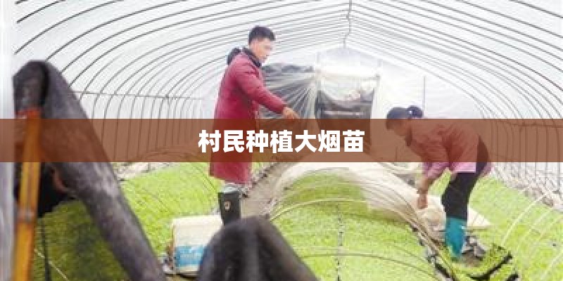 村民种植大烟苗