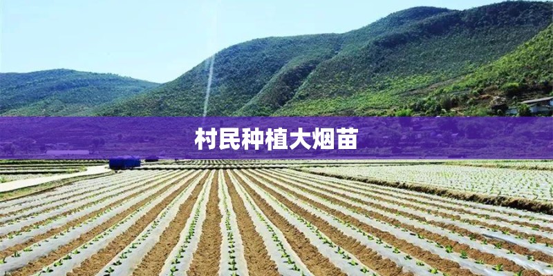 村民种植大烟苗