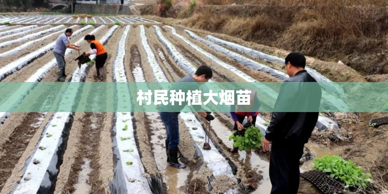 村民种植大烟苗