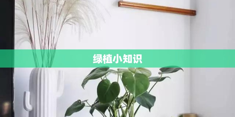 广东地区适合种植什么爬藤植物-