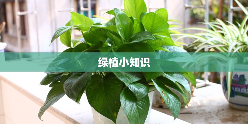绿植小知识