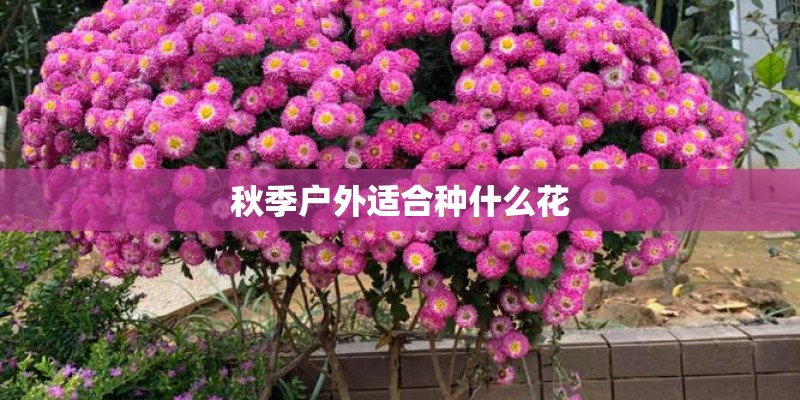 秋季户外适合种什么花