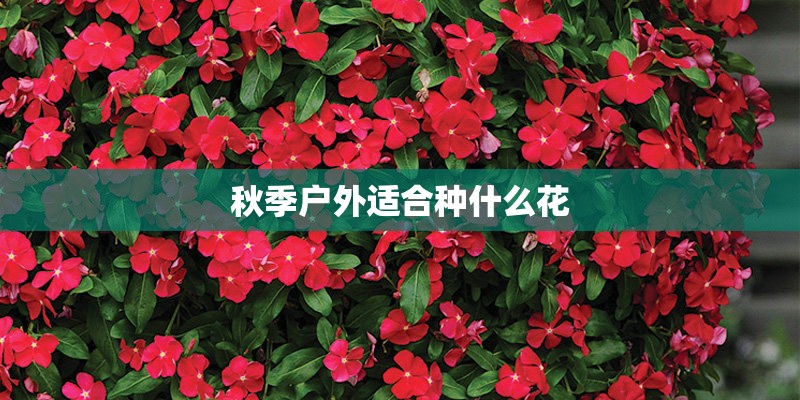 秋季户外适合种什么花