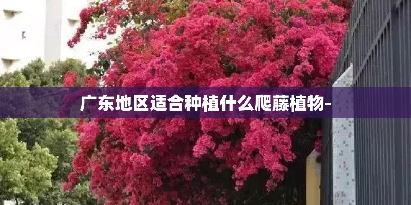 广东地区适合种植什么爬藤植物-