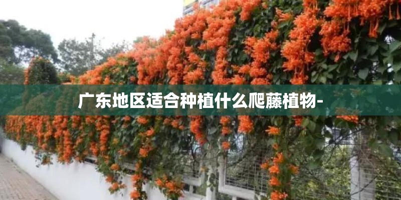 广东地区适合种植什么爬藤植物-