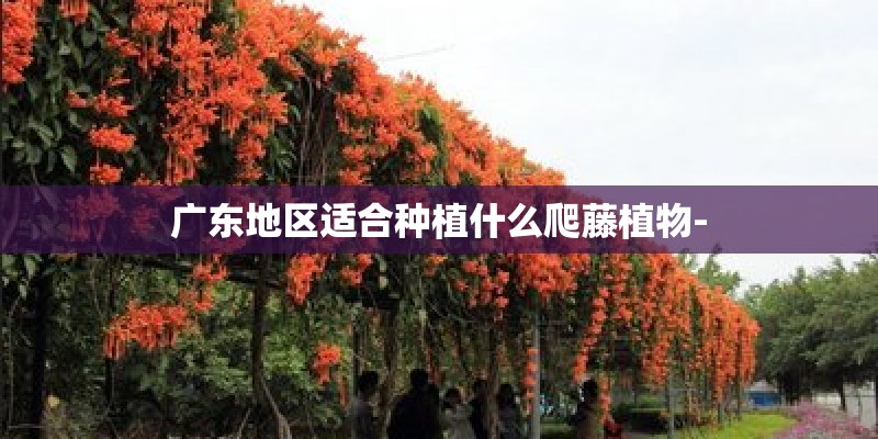 广东地区适合种植什么爬藤植物-