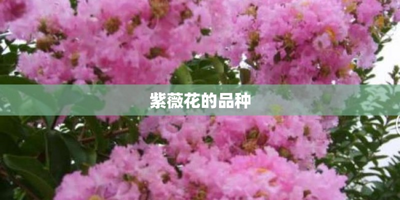 紫薇花的品种 紫薇花的品种