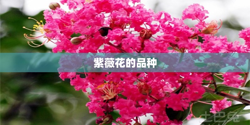 紫薇花的品种 紫薇花的品种