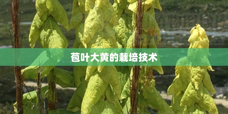 苞叶大黄的栽培技术