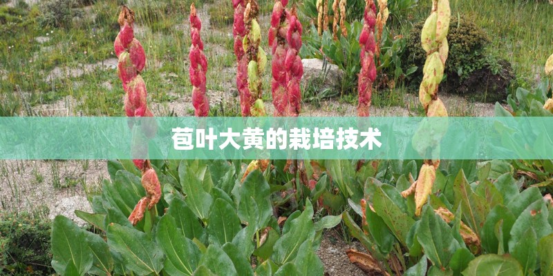 苞叶大黄的栽培技术