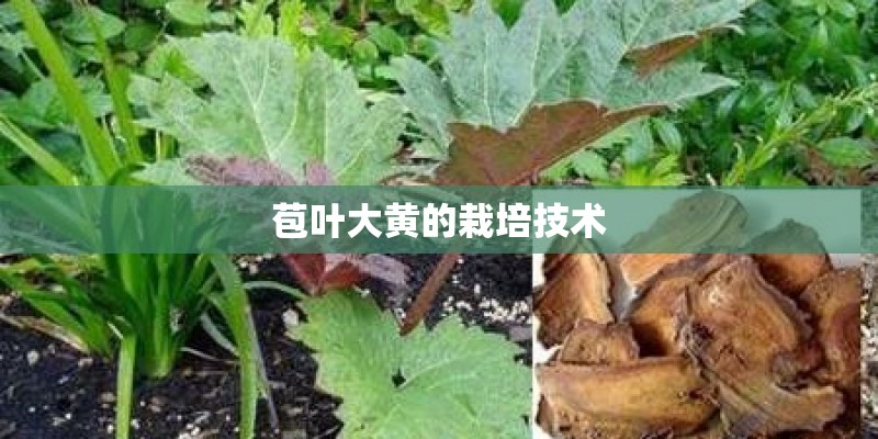 苞叶大黄的栽培技术