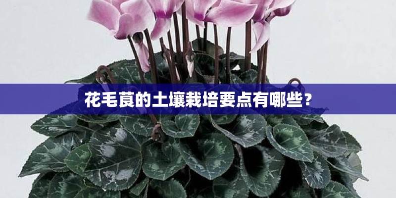 花毛茛的土壤栽培要点有哪些？