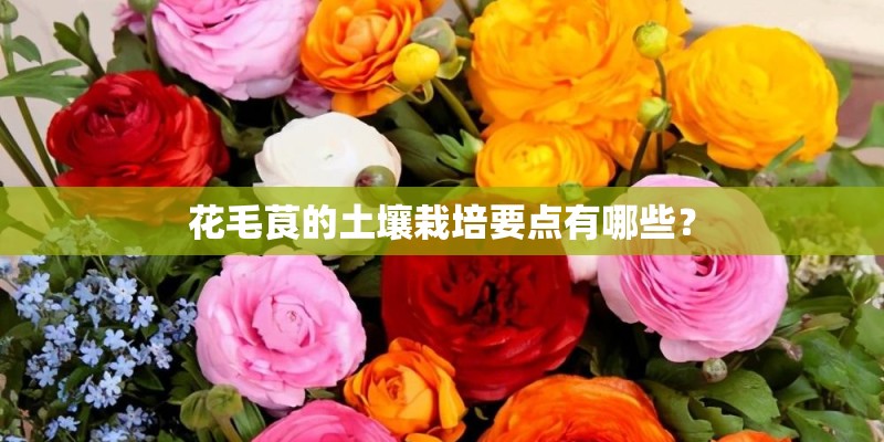 花毛茛的土壤栽培要点有哪些？