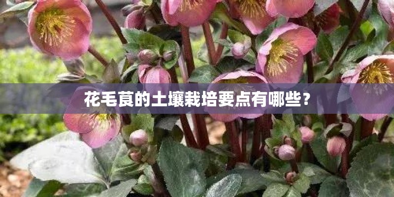 花毛茛的土壤栽培要点有哪些？