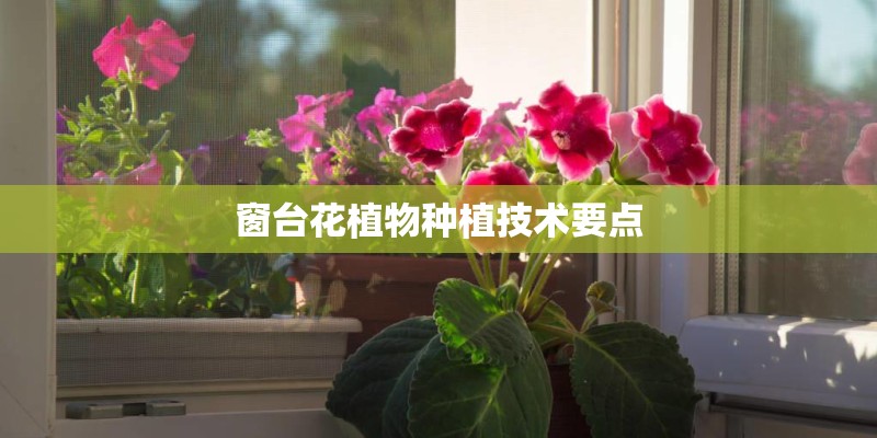窗台花植物种植技术要点