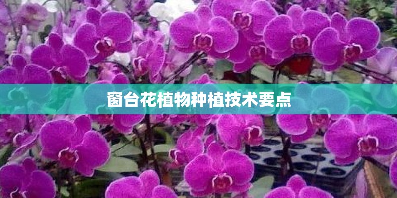 窗台花植物种植技术要点