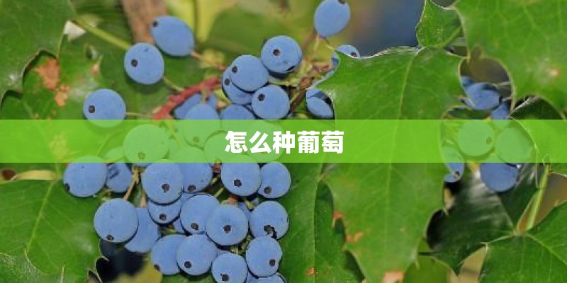 怎么种葡萄
