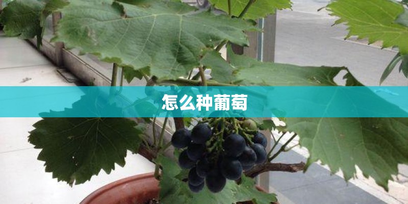 怎么种葡萄
