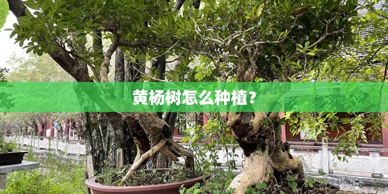 怎么种葡萄