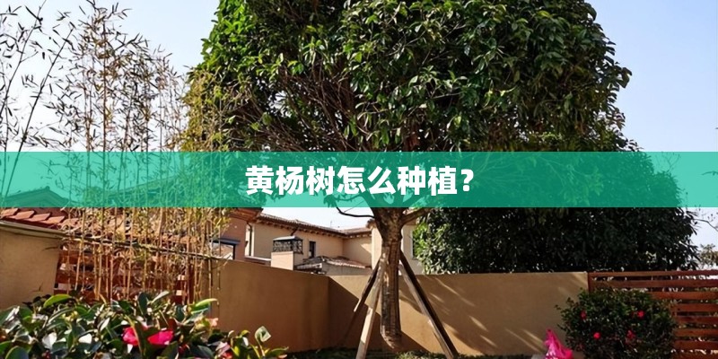 黄杨树怎么种植？