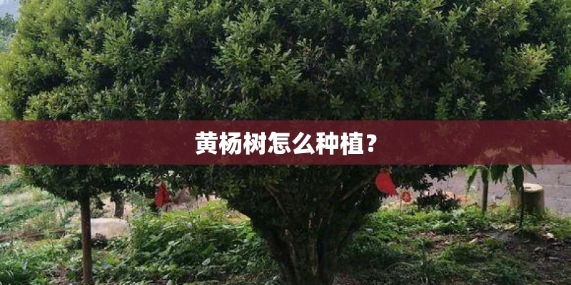 黄杨树怎么种植？