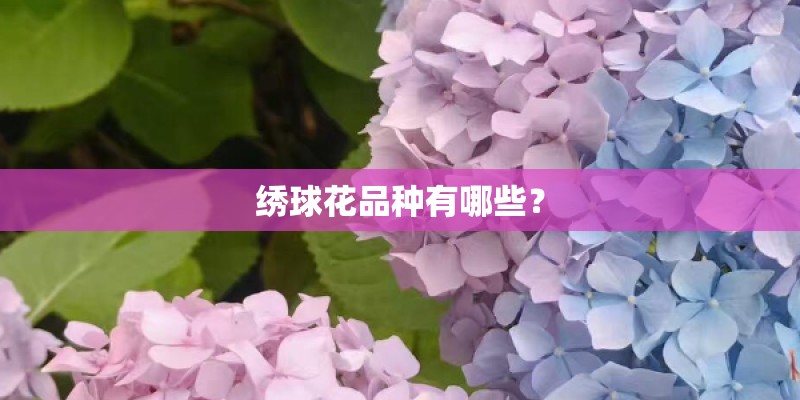 大成基金配售比例