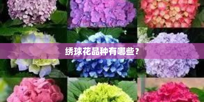 绣球花品种有哪些？