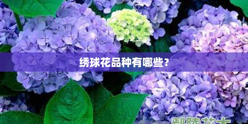 绣球花品种有哪些？