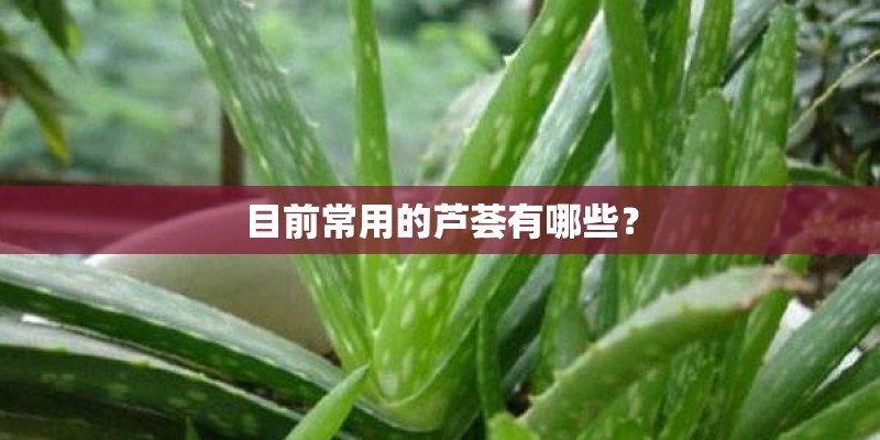 目前常用的芦荟有哪些？
