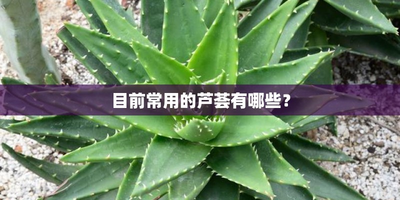 目前常用的芦荟有哪些？