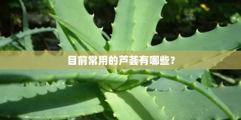 目前常用的芦荟有哪些？