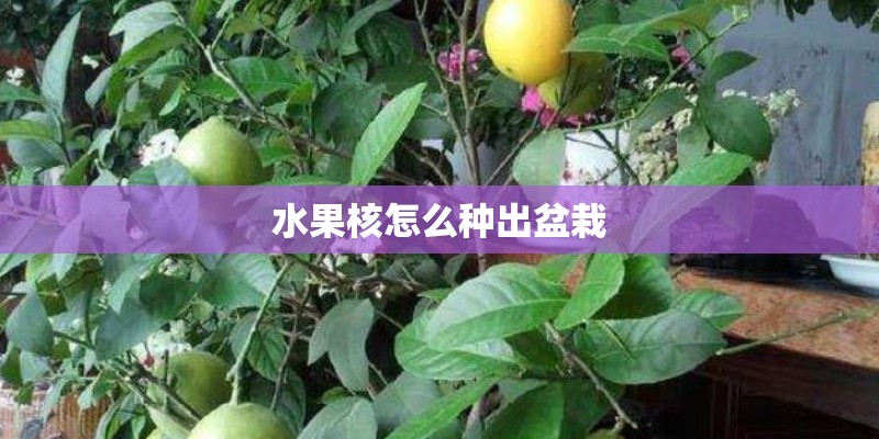 水果核怎么种出盆栽 水果核怎么种出盆栽