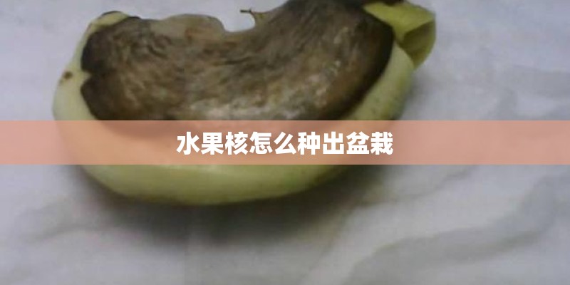 水果核怎么种出盆栽 水果核怎么种出盆栽