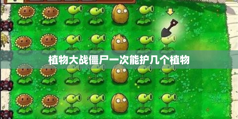 植物大战僵尸一次能护几个植物