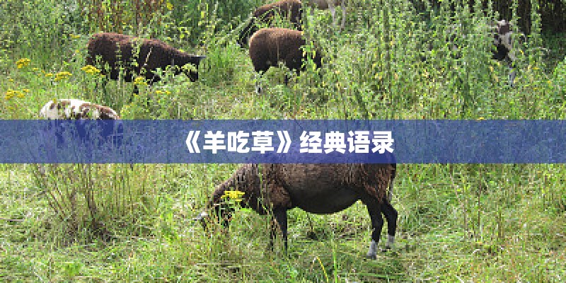 《羊吃草》经典语录 《羊吃草》经典语录