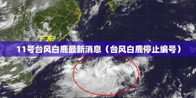 11号台风白鹿最新消息（台风白鹿停止编号）