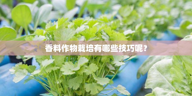 11号台风白鹿最新消息（台风白鹿停止编号）