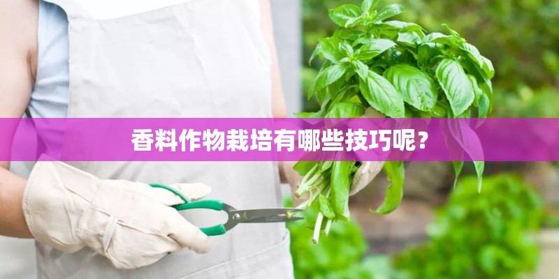 香料作物栽培有哪些技巧呢? 香料作物栽培有哪些技巧呢?