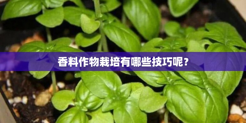 香料作物栽培有哪些技巧呢? 香料作物栽培有哪些技巧呢?