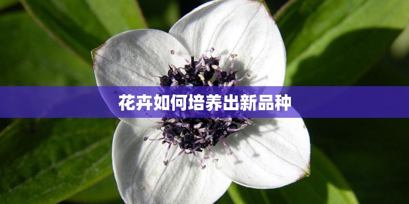 花卉如何培养出新品种