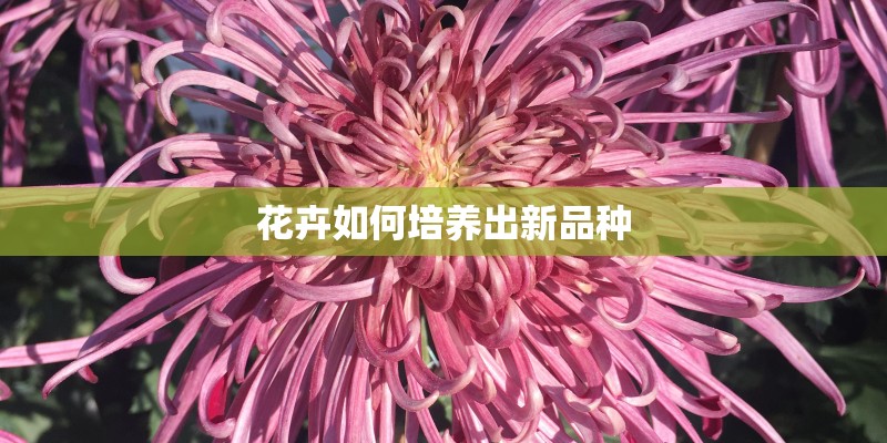花卉如何培养出新品种