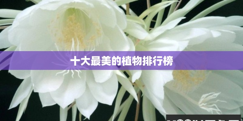 花卉如何培养出新品种