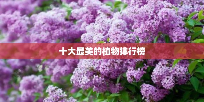 十大最美的植物排行榜