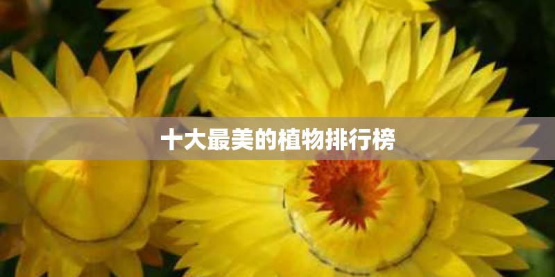 十大最美的植物排行榜